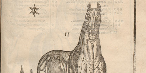 Woodcut anatomical illustration of a horse viewed from the front showing exposed musculature in a landscape with stars.