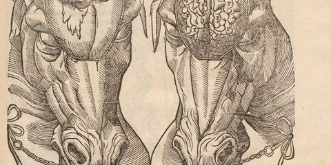 Woodcut of two horse skulls, both facing forward with the brain of the horse on the right exposed, both horses bridled together decoratively.
