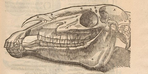 Woodcut of two horse skulls, one facing left with jawbone attached the other facing right without jawbone.
