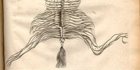 Copperplate engraved illustration of the nervous system of a flayed horse