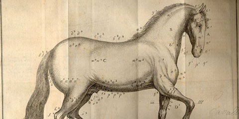 Copperplate engraving of a horse with letters and numbers referencing anatomical features.