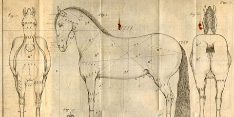Copperplate engraving of a horse’s proportions, showing three views: facing forward, facing left, facing away, with caption, “Proporzione del corpo del cavallo”.