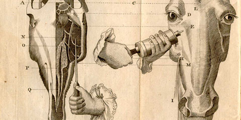 Copperplate engraving of horse’s skull with cross section showing sinuses and treatment for glanders demonstrating injection of fluid into the horse’s sinus cavity just below its left eye.