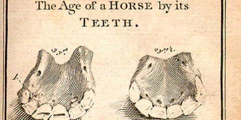 Copperplate engraved illustration of five sets of horse teeth in from horses of various ages.