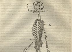 An illustration of the skeletal remains recovered pictured in profile as though walking, with a detail of the partial lower jaw below.