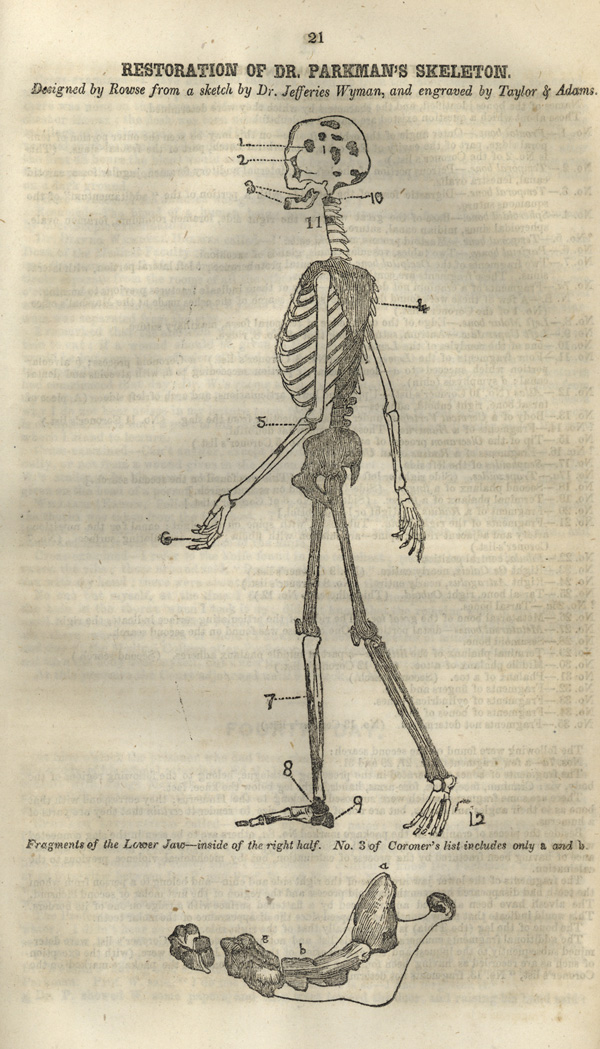 An illustration of the skeletal remains recovered pictured in profile as though walking, with a detail of the partial lower jaw below.