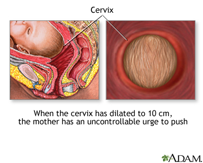 Cervix dilating for penetration