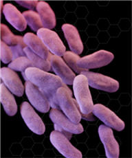 Photograph of an antibiotic resistant bacteria