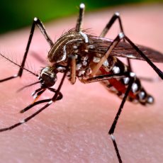 Fotografía de un zancudo o mosquito sobre la piel