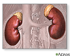 Ilustración de los riñones y las glándulas suprarrenales