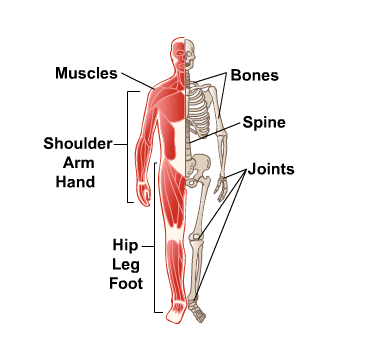 Body Map for Bones, Joints and Muscles