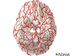 Illustration of the arteries of the brain