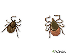 Ilustración de garrapatas del venado, macho (al izquierda) y hembra (a la derecha)