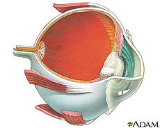 Illustration of internal eye anatomy