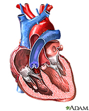 Illustration of the inside of the heart