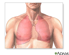 Illustration of the lungs
