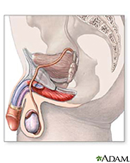 Ilustración de sistema urinario y reproductor masculino
