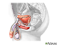 Ilustración del sistema urinario y reproductor masculino