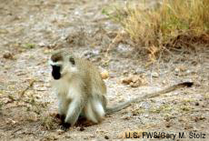Photograph of a Vervet monkey
