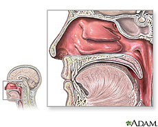 Ilustración de anatomía nasal