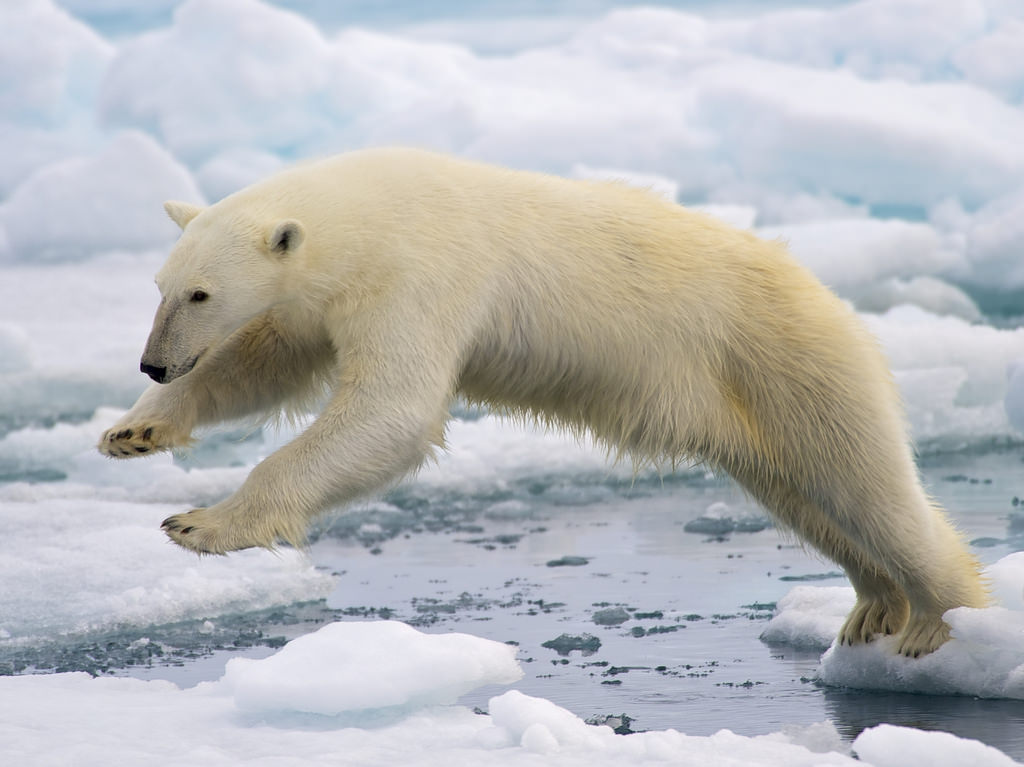 A polar bear attempting to navigate from one clump of sea ice to another ice-covered area by reaching across the water