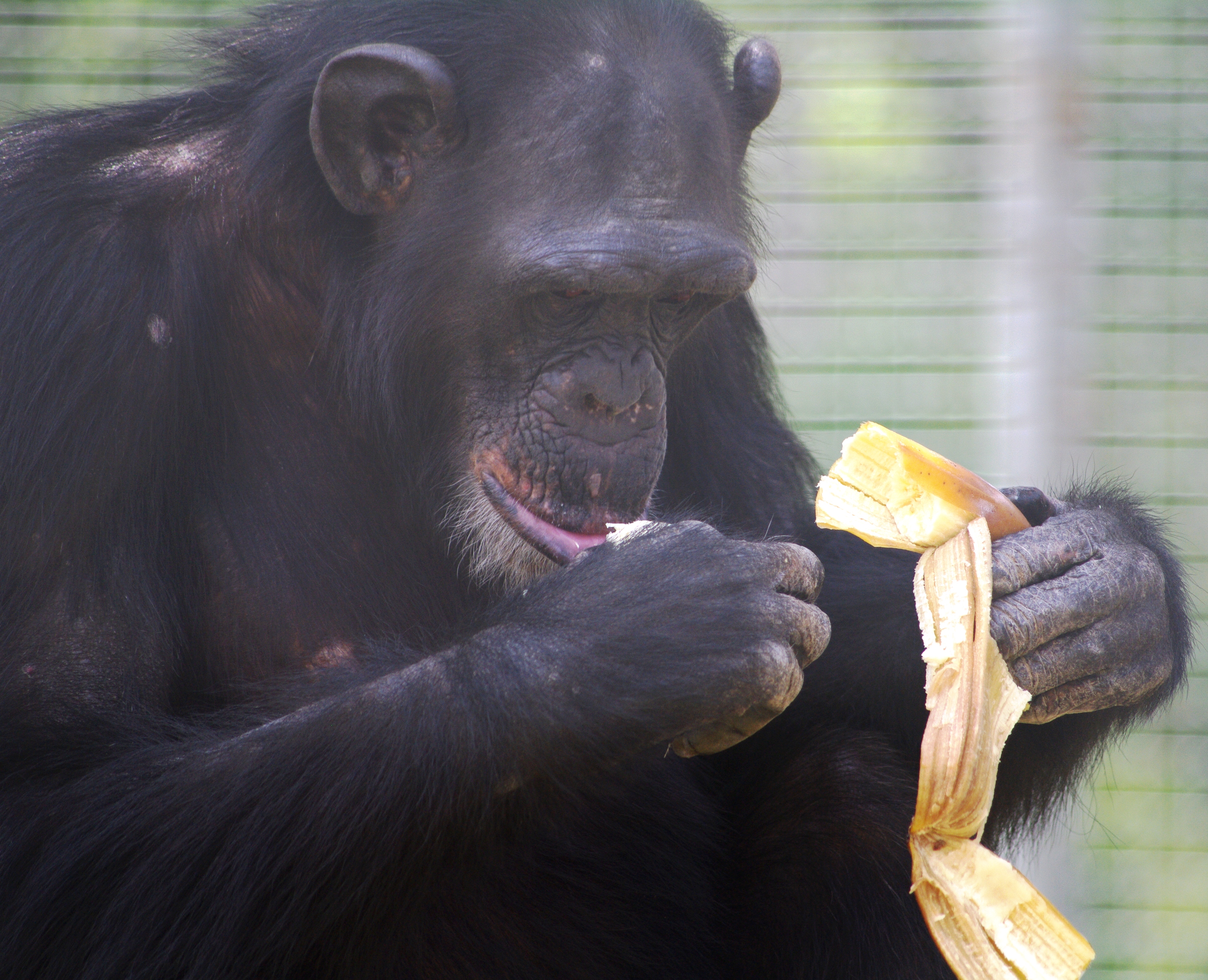 A chimp holding an empty banana peel in his left hand, with the banana in his right hand positioned close to his mouth