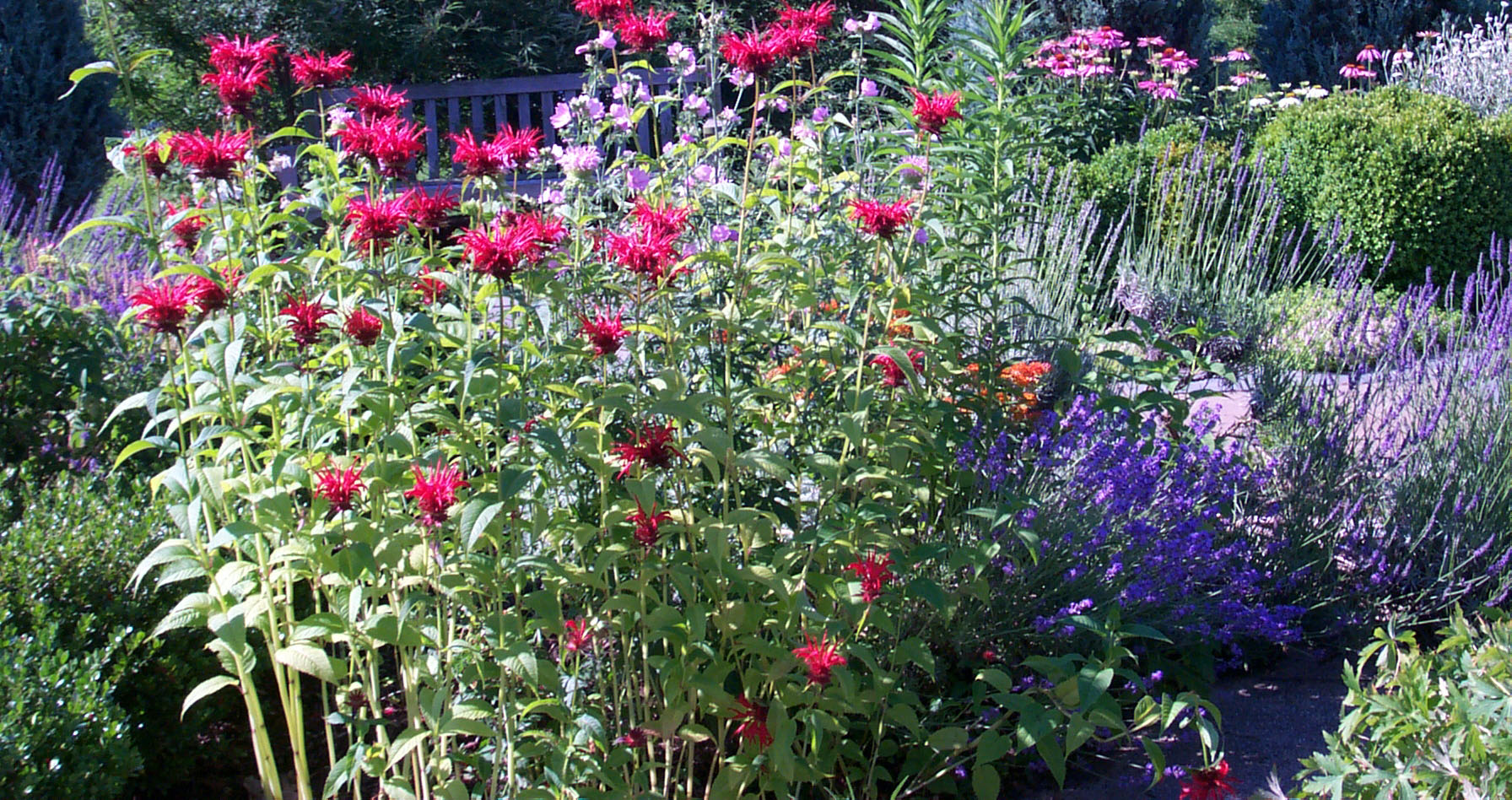A flower garden with a variety of pink, red, white, purple and lavender flowers.