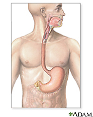 Illustration of the upper gastrointestinal system