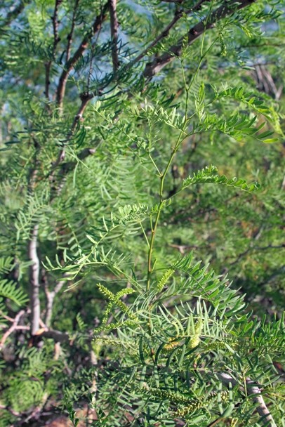 Color image showing many thin, green leaves growing on the branches of a mesquite plant.