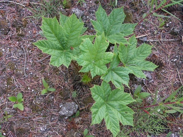 Color image of a few devil’s club leaves sprouting from the ground.