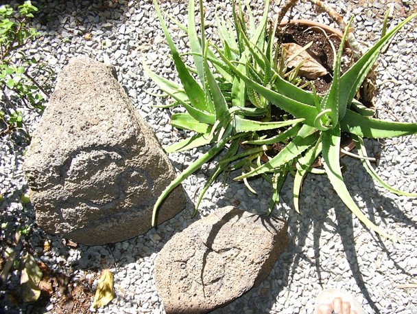 Color image of a green aloe plant next to two large rocks.