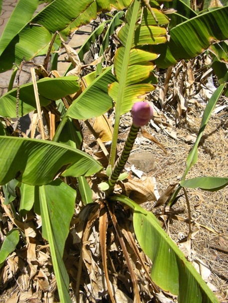 Color image depicting the green leaves of a banana plant. A thick, leafless stem is at the center of the image.