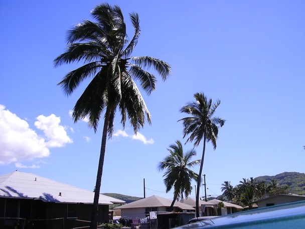 Color image of several palm trees standing tall in front of a blue sky, next to a few small houses.