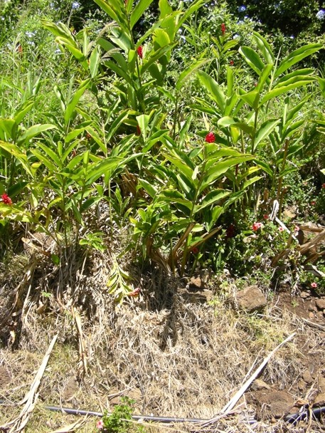 Color image of several green ginger plants growing in the wild. A few red-colored flowers can be seen growing amongst the green leaves of the plants.