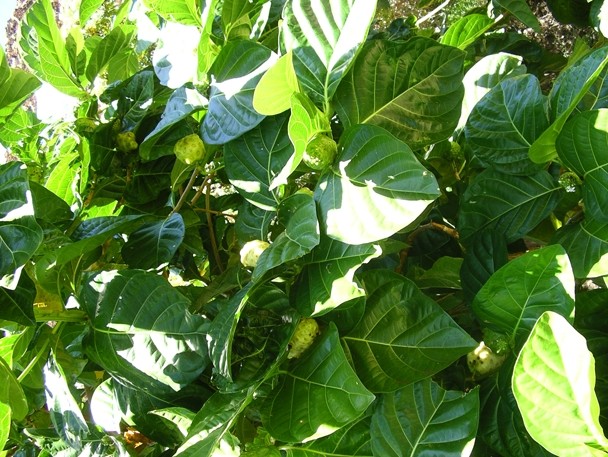 Color image depicting several broad leaves of the Indian mulberry plant.