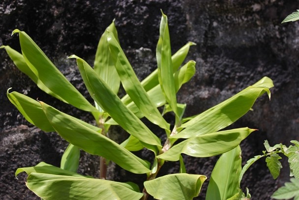 Color image depicting the green leaves of a plantain plant.