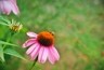 Color image of a bee resting on the center of a purple coneflower.