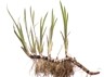 Color image of an uprooted bitterroot plant on a white background.