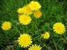 Color image of a few, bright-yellow dandelion flowers surrounded by green grass.