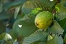 Color image of a guava plant. The light green guava fruit is growing in the middle of a few dark green leaves.