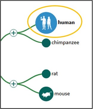Highlighting the "Human" selection from the GDV Phylogenetic tree