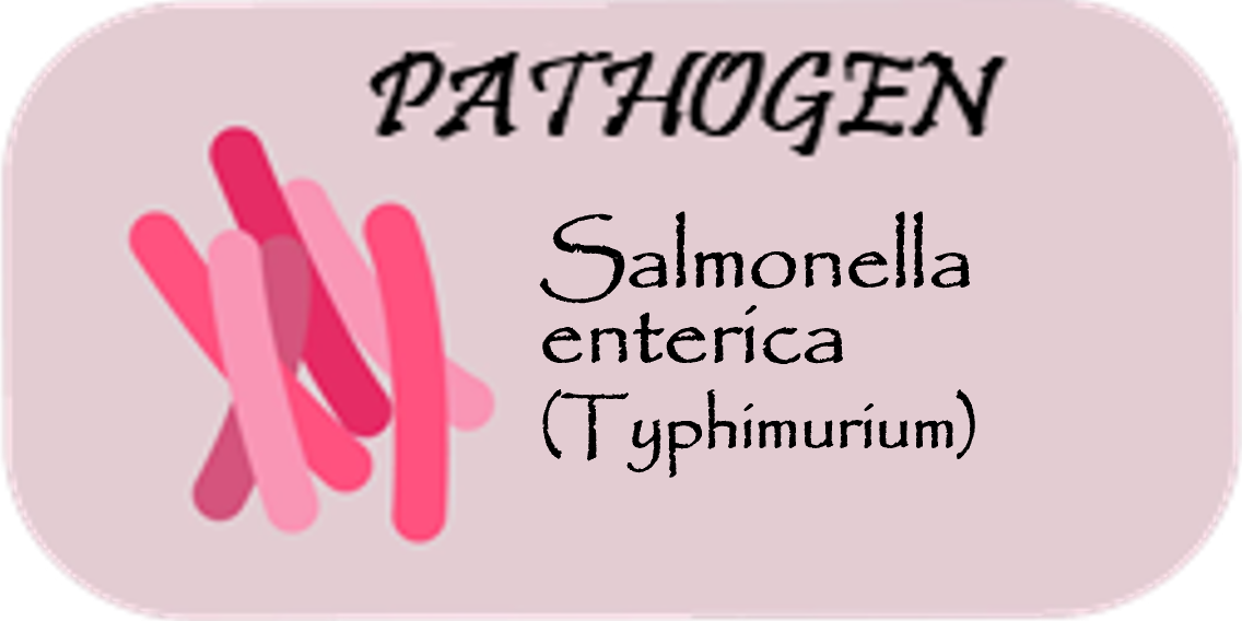 A graphic with the answer, Salmonella enterica (Typhimuirum) is the infectious bacterial isolate.