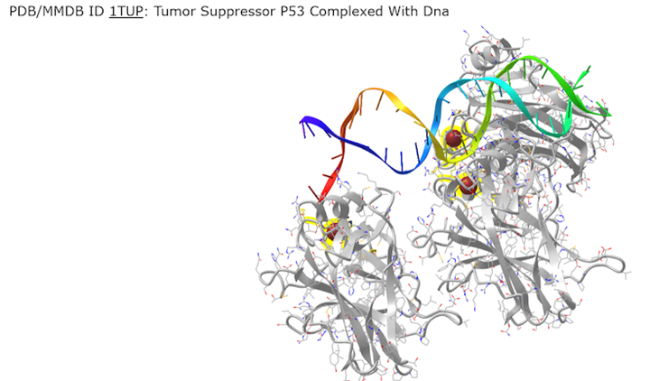 Screenshot from the iCn3D website, ITUP biomolecule with a white background