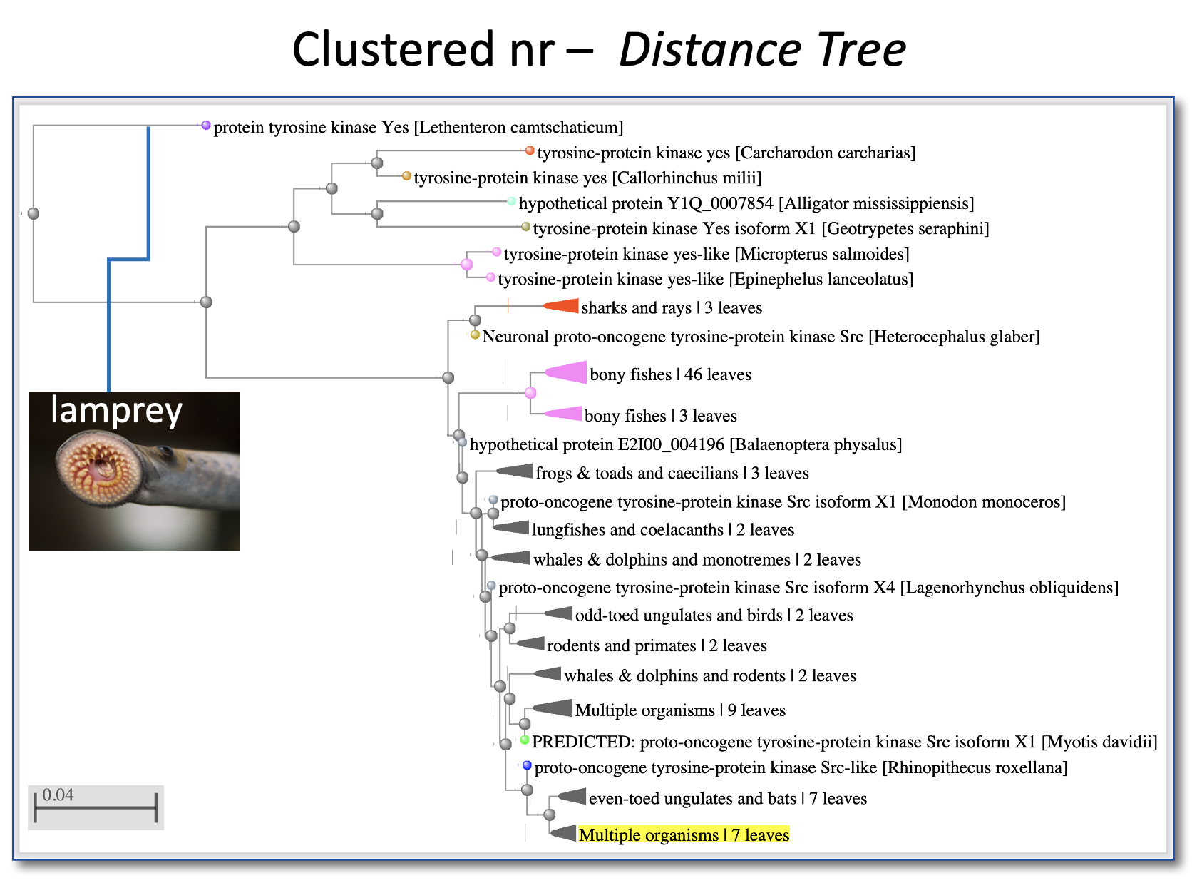 Image of Distance tree of results for standard nr search