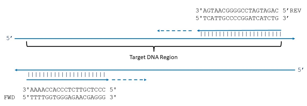 Image of details of primer binding and extension in PCR