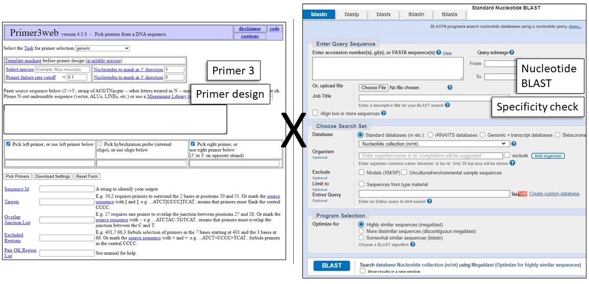 Image of Primer3 and BLAST webpages