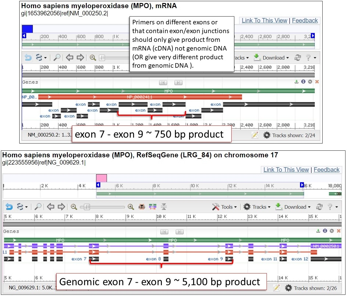 Sequence viewer images showing MPO transcript and genomic sequences