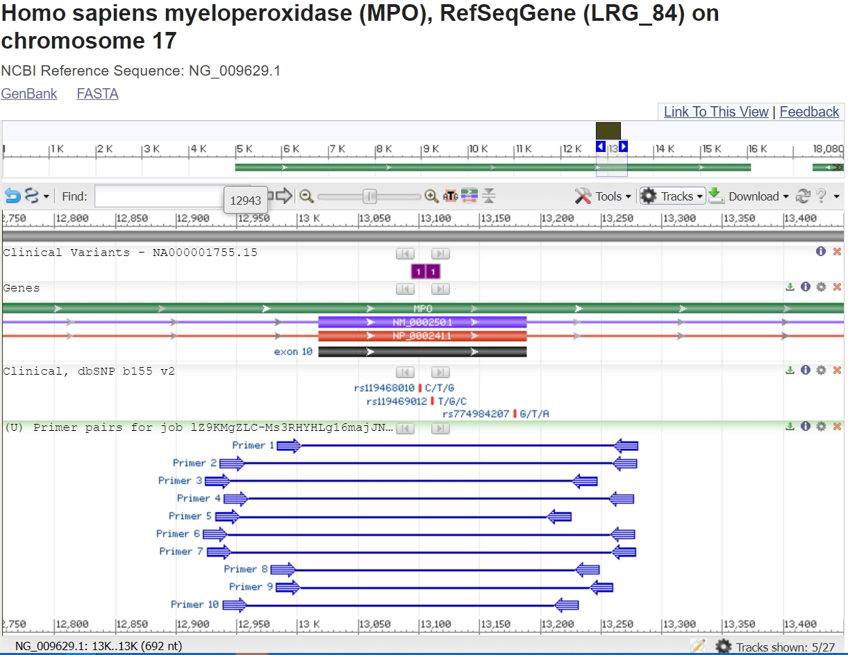 Image of exon 10 of the MPO gene in the graphical sequence viewer showing location of primers