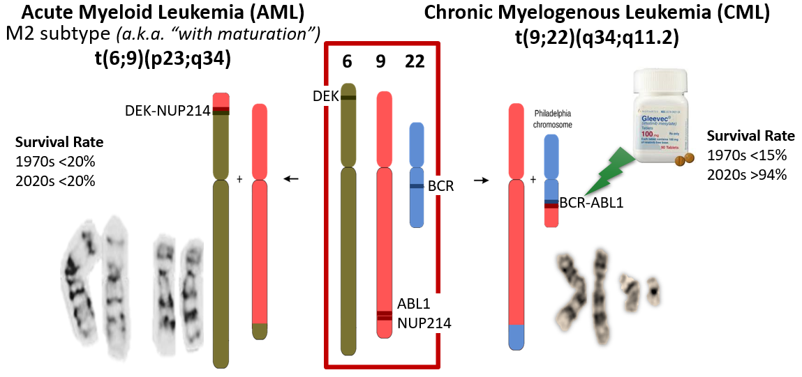 Image comparing specific chromosomal translocations in AML and CML