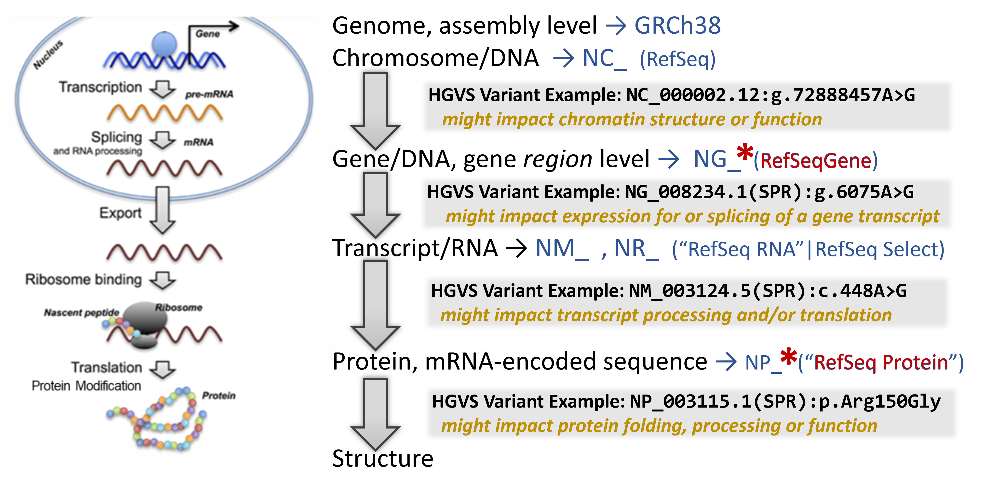 Image summarizing the steps of possible variant impact, depending upon location.